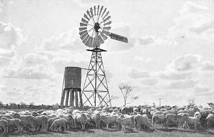 The Sheep Farms of Queensland and New South Wales