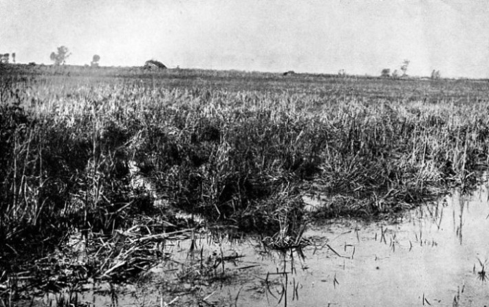 The Pontine Marshes